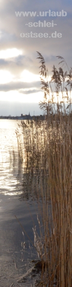 Schlei Reet Schlei Reet Fotobanner