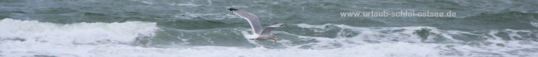 Ostseestrand Möwe Fotobanner