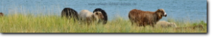 Geltinger Birk Fotobanner